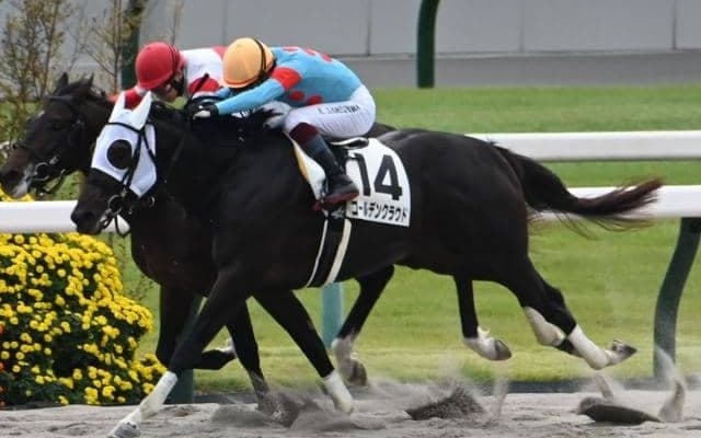 【京都4R新馬戦結果】ゴールデンクラウドが人気2頭の一騎打ちを制す
