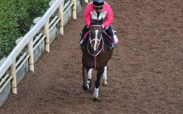 エスタンシアが1週前追い切り 半姉レシステンシアに似た時計の出方/関西馬メイクデビュー情報