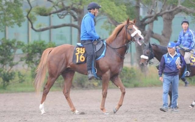 ククナやアライバルの半弟レイニング 国枝師が仕上がりや気性面に太鼓判/関東馬メイクデビュー情報
