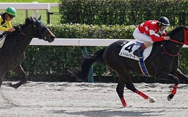 【新馬/東京4R】レッドルイナールが人気に応える…ブリックスアンドモルタル産駒