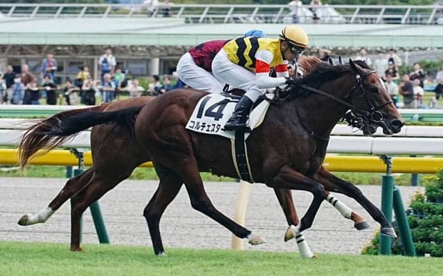 【新馬/東京6R】ビッグアーサー産駒 コルチェスターがデビュー勝ち