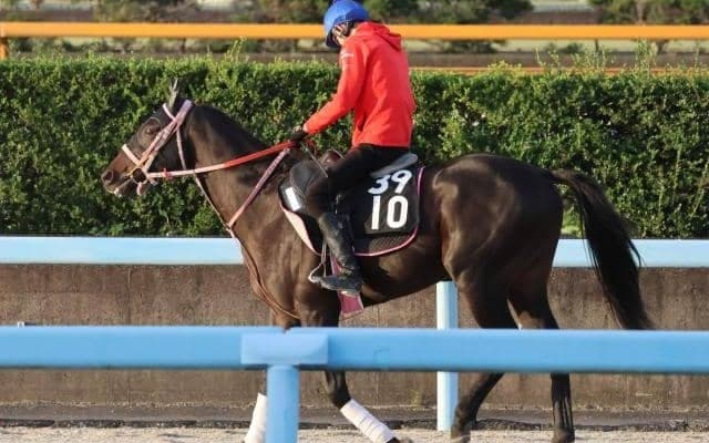 セイルフリーなど、先週のゲート試験/栗東トレセンニュース