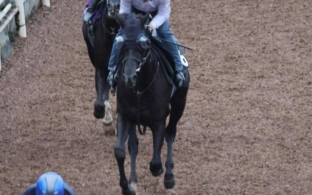 クロワデュノールなど、先週の入厩情報/栗東トレセンニュース