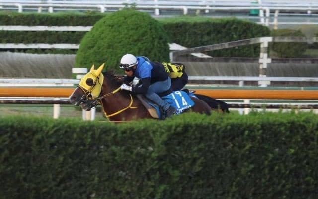 メイショウハリオ、JBCクラシック最終追い切り速報/栗東トレセンニュース