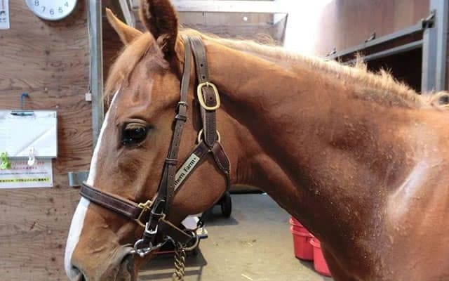 【JRA新馬戦】GI・3勝ストレイトガールの仔マドモアゼルアスクなどがデビュー