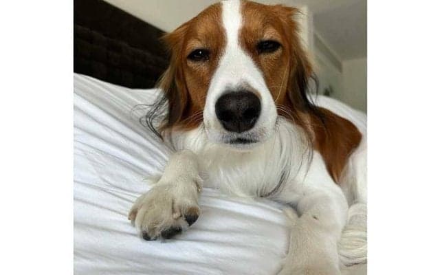 ベッドで眠たげデコピン　大谷翔平、WS制覇から一夜明け…“至近距離”ショット公開