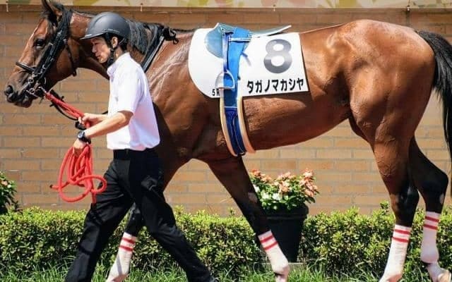 【門別・JBC2歳優駿枠順】前走3.3秒差Vのタガノマカシヤは8枠10番