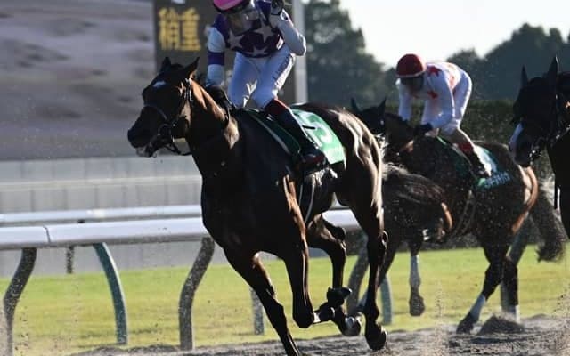 【みやこS結果】唯一の3歳馬サンライズジパングが差し切り重賞2勝目