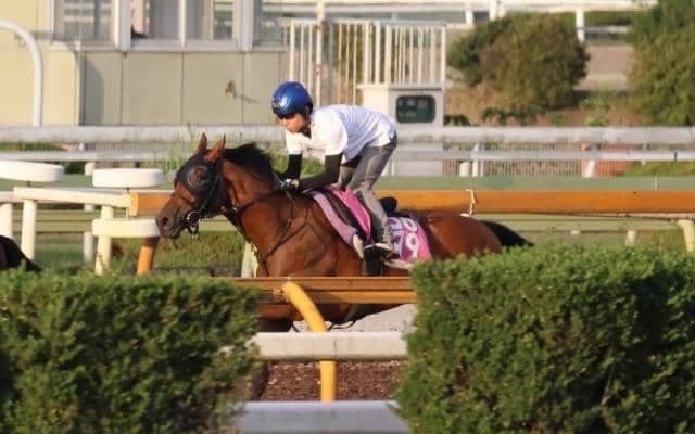 みやこS制したサンライズジパングの半妹 サヴォンリンナが今週末初陣/関西馬メイクデビュー情報