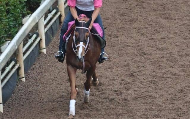 ニーナバイリッカなど、先週のゲート試験/栗東トレセンニュース