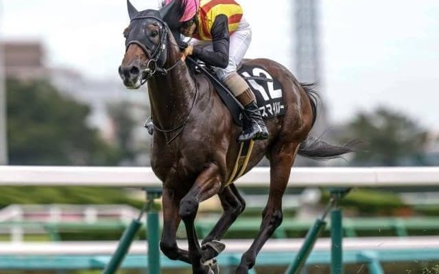【京都JS出走馬・騎手確定】スマイルスルー＆高田潤騎手、アサクサゲンキ＆小牧加矢太騎手など7頭