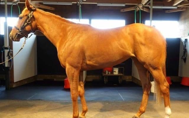 【JRA新馬戦】キタサンブラックの半弟アルマデオロなどがデビュー