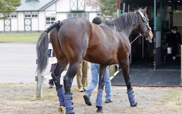 レッドベルジュールが日本軽種馬協会・九州種馬場へ移動