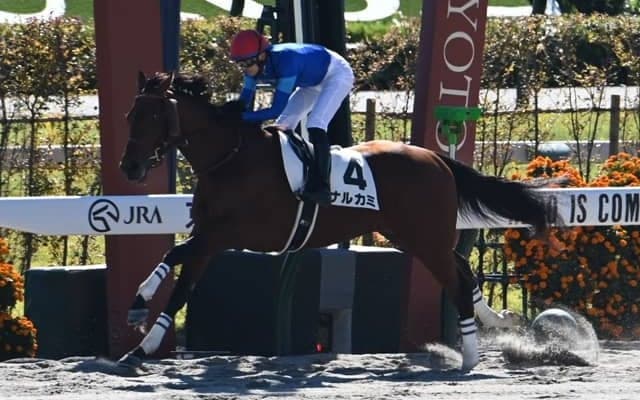 【京都4R新馬戦結果】サンダースノー産駒ナルカミが大差圧勝