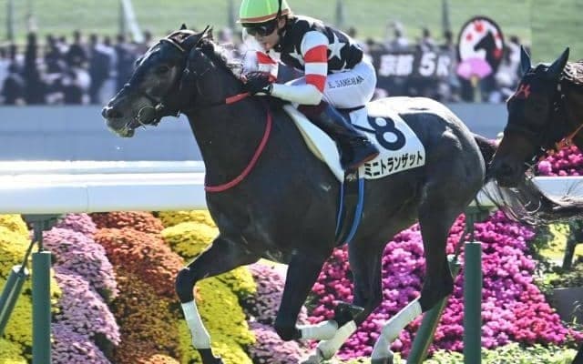 【京都5R新馬戦結果】エピファネイア産駒ミニトランザットが逃げ切りV