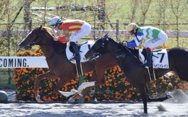 【京都2R】C.デムーロ騎乗 チムニートップスが断然の支持に応える