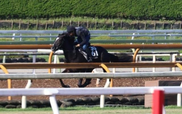 府中牝馬S覇者シャドウディーヴァの半弟 1.7億円馬インザスカイが初陣/関西馬メイクデビュー情報