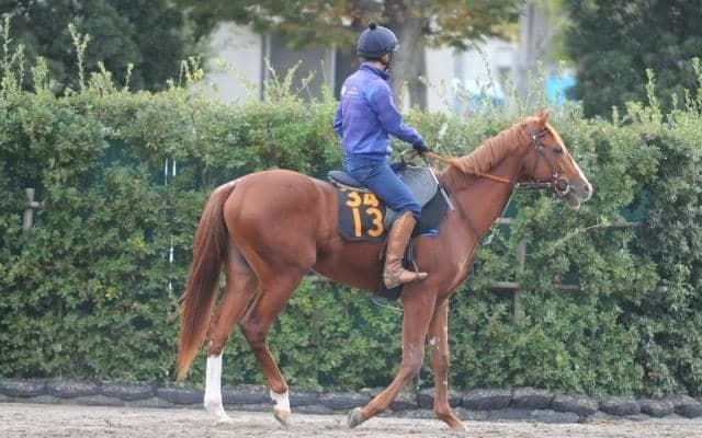 一族には国内外の活躍馬ずらり 1.5億円馬ダノンピクチャー/関東馬メイクデビュー情報