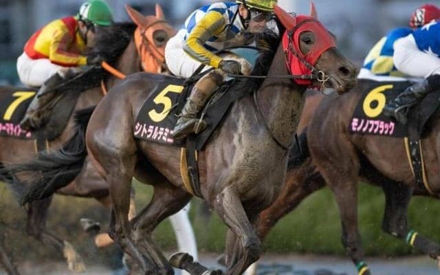 【川崎・ロジータ記念枠順】前哨戦Vのシトラルテミニは5枠8番