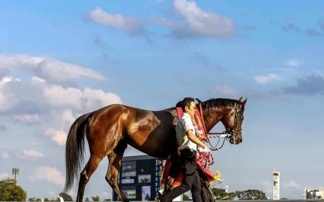 【マイルCS予想オッズ】ブレイディヴェーグが予想1番人気