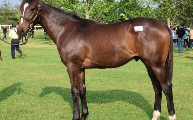 【JRA新馬戦】ダービー馬、菊花賞馬のきょうだいにGI4勝馬の仔など良血馬が多数デビュー