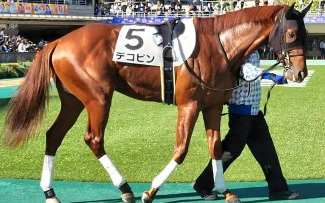 ワールドシリーズ制覇の流れにあやかる!? オオタニ＆デコピンが日曜に出走