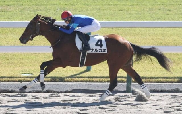【新馬/京都4R】サンダースノー産駒 ナルカミが大差V