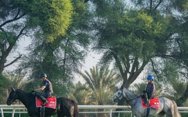 【バーレーン国際競走】日本からキラーアビリティ・ヤマニンサンパが参戦…出走予定馬見どころ