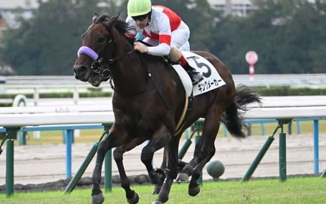 【京都5R新馬戦結果】スワーヴリチャード産駒キングメーカーが人気に応えて押し切りV