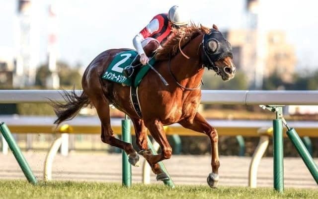 【京阪杯見どころ】ウインカーネリアンの久々の勝利なるか