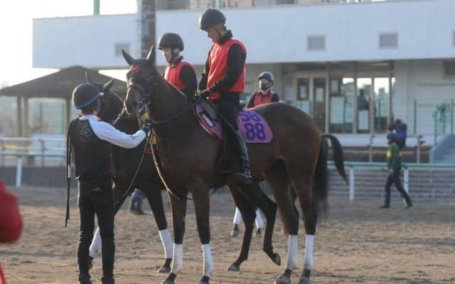 桜花賞馬ジュエラーの仔 オプレントジュエルが日曜東京で初陣/関東馬メイクデビュー情報