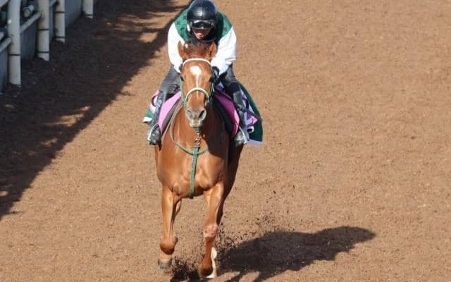 ジャルディニエなど、先週の入厩情報/栗東トレセンニュース