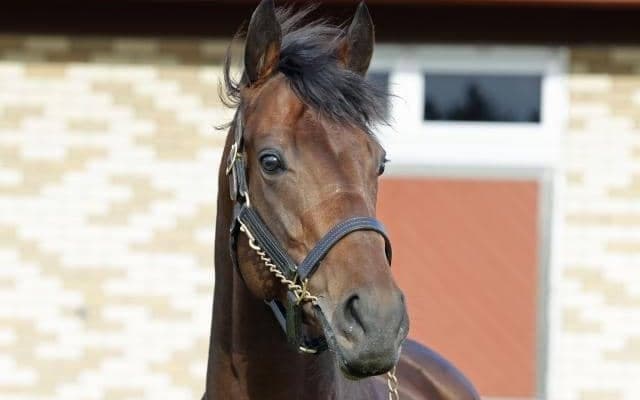 無敗の皐月賞馬ジャスティンミラノ 種牡馬生活を送るブリーダーズSSに到着