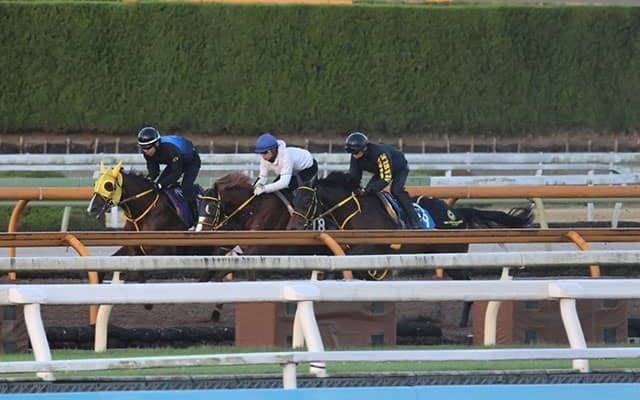 メイショウハリオ、チャンピオンズC1週前追い切り速報/栗東トレセンニュース