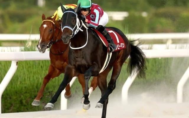 【園田・兵庫ジュニアグランプリ結果】ハッピーマンが重賞初制覇