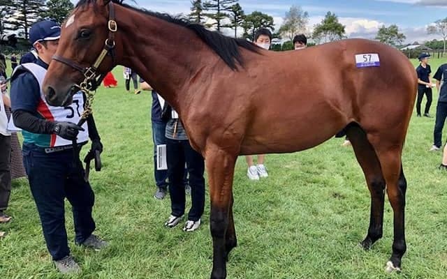 【JRA新馬戦】19年の年度代表馬リスグラシューの半弟ネブラディスクなどがデビュー