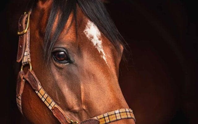 【ジャパンC／追い切り診断】巻き返し図る素質馬に「B」の低評価　“あっさり白旗”の稽古でメンタル面に陰り