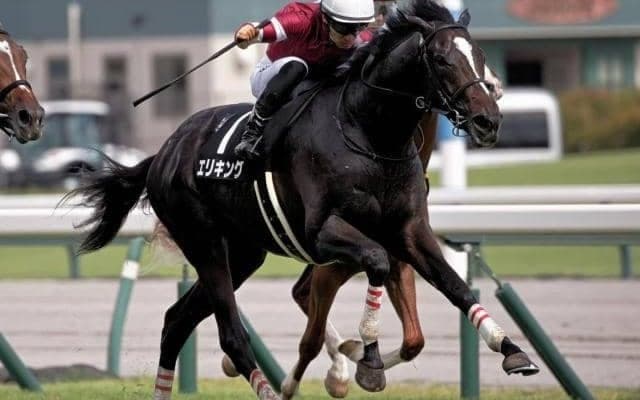 【今日の注目ポイント】京都2歳Sでエリキングの無傷3連勝なるか
