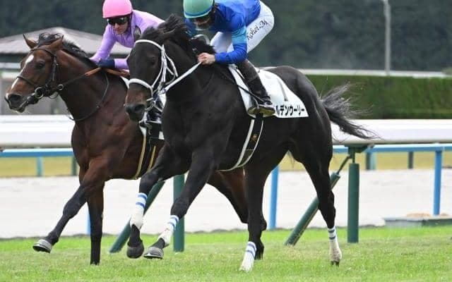 【京都5R新馬戦結果】バーナーディニ産駒のワイルデンウーリーが人気に応えてV
