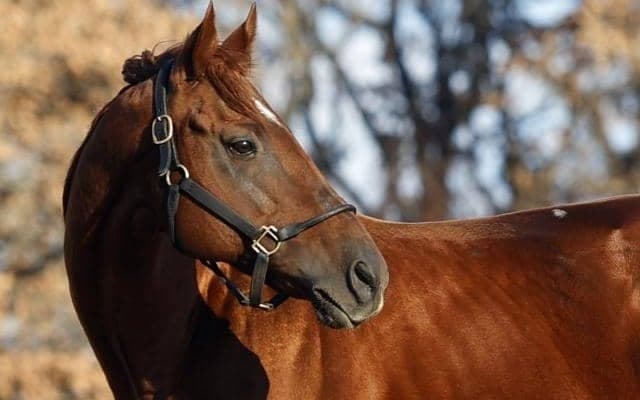 種牡馬ダノングッドが九州→北海道新冠町の白馬牧場に移動 ダノンレジェンド＆ダノンキングリーのきょうだい
