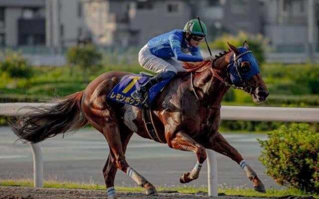 ダート王者決定戦チャンピオンズCなど3重賞/今週の競馬界の見どころ