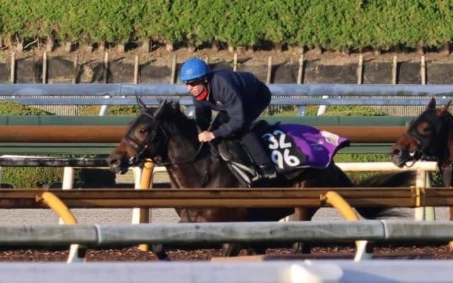 叔母に名牝ミッキークイーンをもつ良血 ショウヘイが土曜京都で初陣へ/関西馬メイクデビュー情報