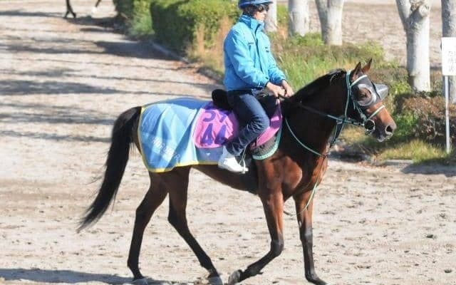98年オークス馬エリモエクセルの孫 黒岩厩舎のピコラ/関東馬メイクデビュー情報