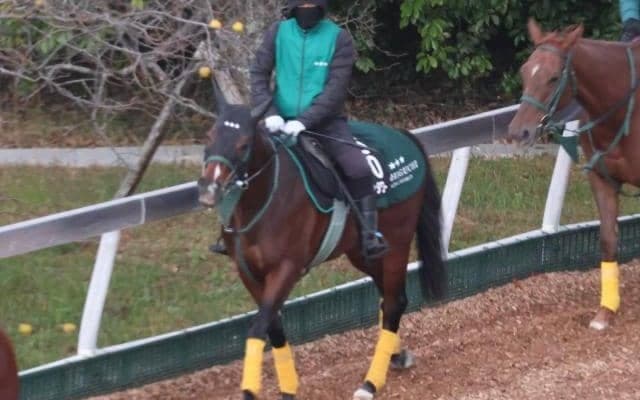 パンジャタワーなど、先週の入厩情報/栗東トレセンニュース