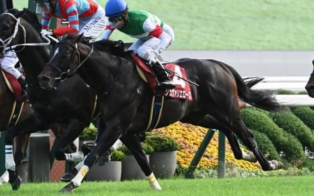 【ステイヤーズS予想オッズ】シュヴァリエローズが予想1番人気