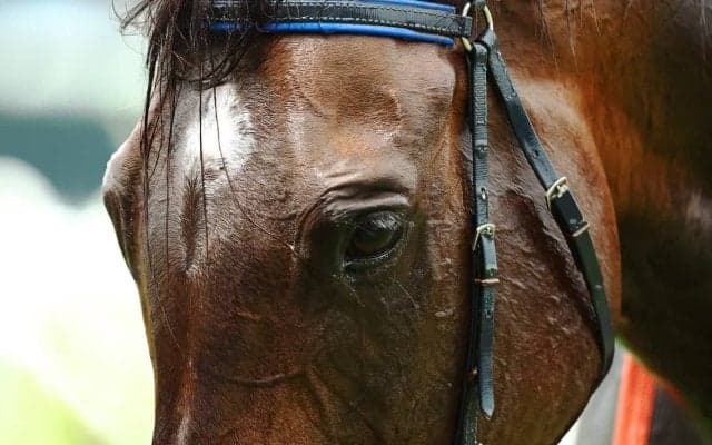 【チャンピオンズC／穴ライズ】ウィルソンテソーロが人気なのに……「競馬ファンのトラウマ」が引き上げる“2桁”オッズに妙味