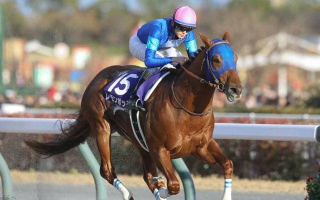 【競馬予想】チャンピオンズカップでレモンポップは有終の美を飾ることができるか？