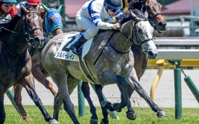 GI・2勝ノームコアの初仔 シルバーレインがこうやまき賞で2勝目狙う