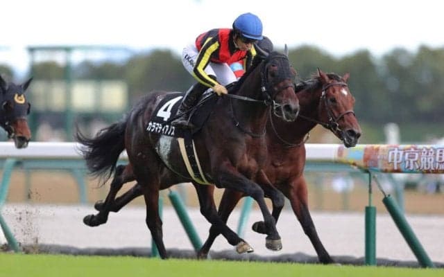 【こうやまき賞】カラマティアノスが2連勝