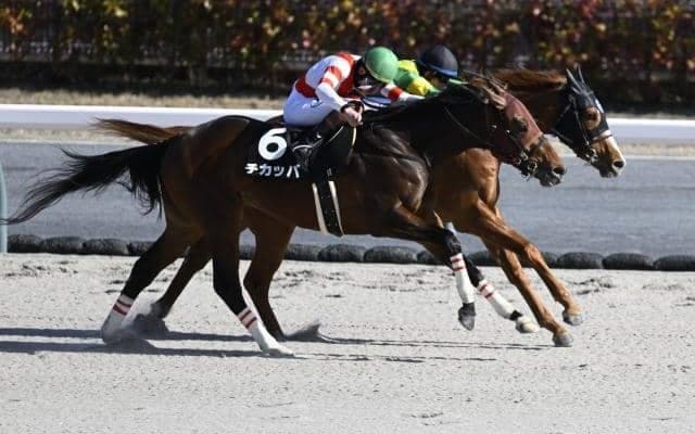 【カペラS見どころ】充実一途のチカッパに期待